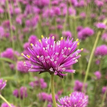 Fireworks, Gomphrena Seeds - Packet image number null